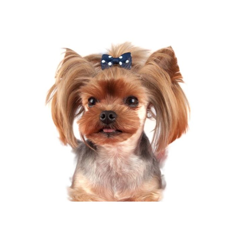 Polka Dot Bows with clip 6 pcs Bows, ShowTech